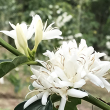 花のシーズンになると可憐で甘いにおいを漂わせながら咲く白い花、コーヒーの花。昔からKONA SNOWと呼ばれています。 コーヒーの花KONA SNOW